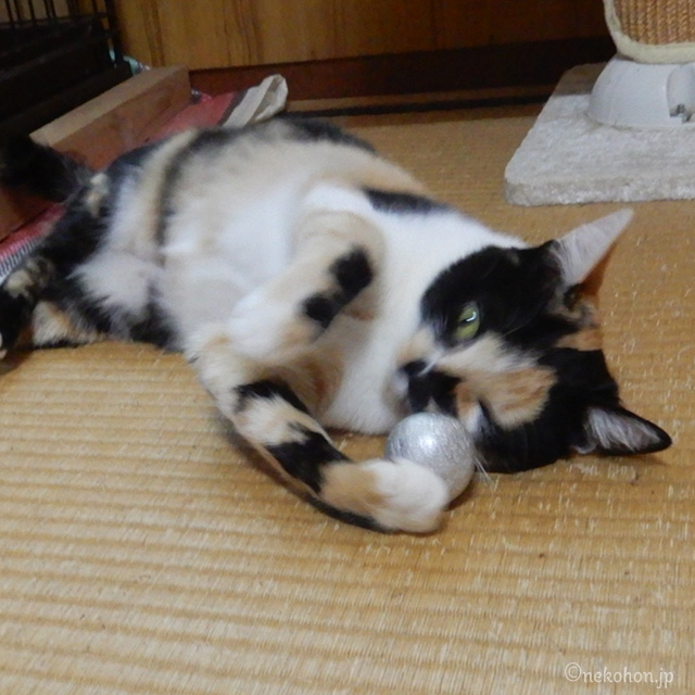 保護猫 三毛猫もみじ