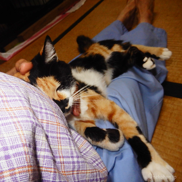 三毛猫もみじ　膝で甘える