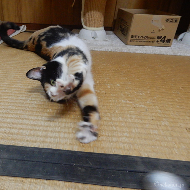 保護猫 三毛猫もみじ