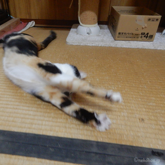 保護猫 三毛猫もみじ
