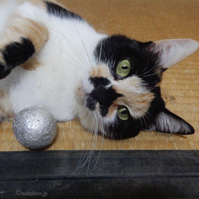 保護猫 三毛猫もみじ