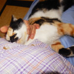三毛猫もみじ　膝で甘える