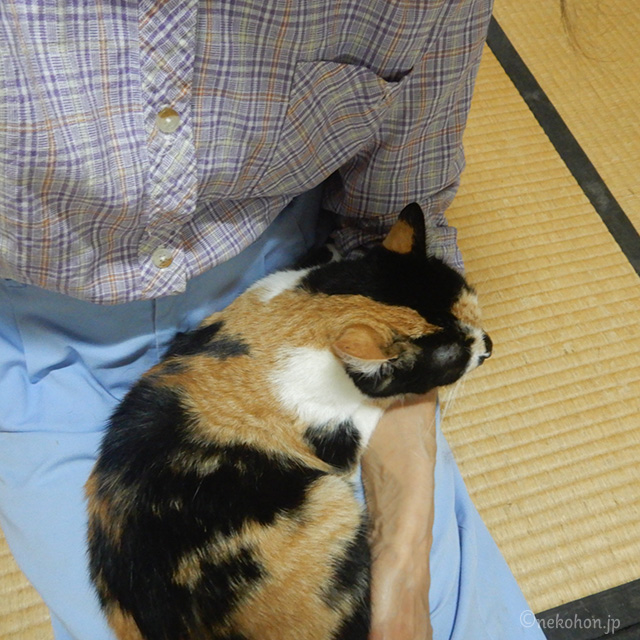 三毛猫もみじ　膝で甘える