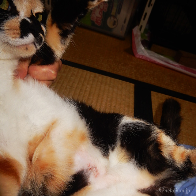 三毛猫もみじ　避妊手術の痕