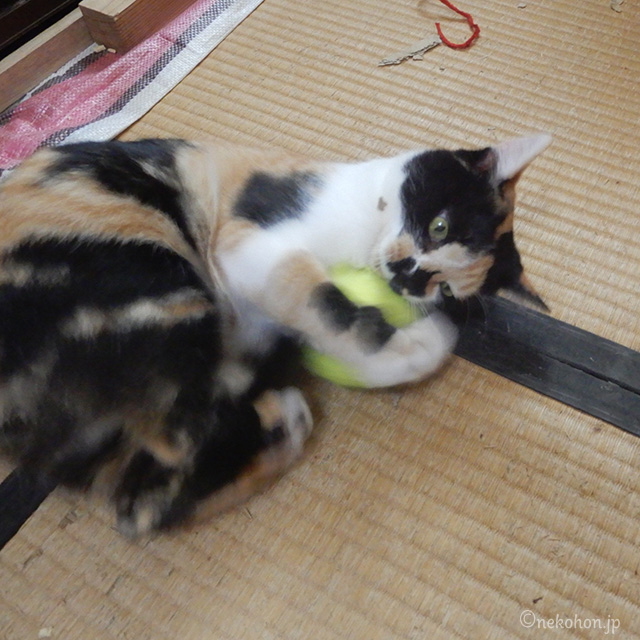 三毛猫もみじ