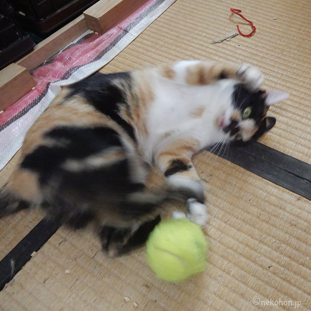 三毛猫もみじ