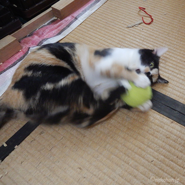 三毛猫もみじ