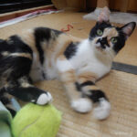 三毛猫もみじ