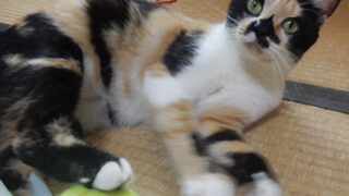 三毛猫もみじ