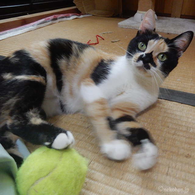 三毛猫もみじ