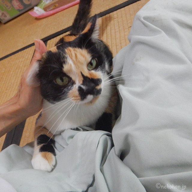 三毛猫もみじ