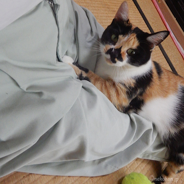 三毛猫もみじ