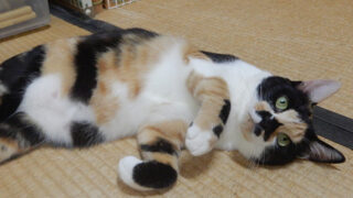 三毛猫もみじ