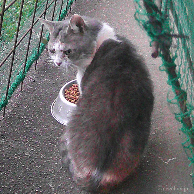 野良猫の大福　怪我だらけ、ボロボロ