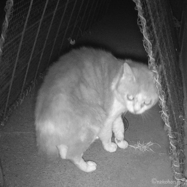 野良猫の大福