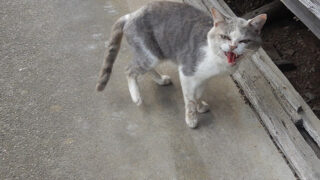 野良猫の大福