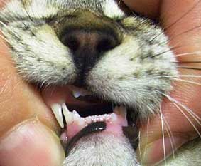 猫の２枚犬歯