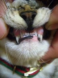 猫の２枚犬歯