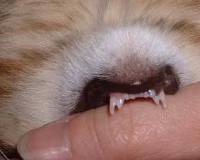 猫の二枚犬歯