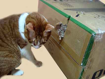 猫と箱
