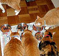 猫たち食事中
