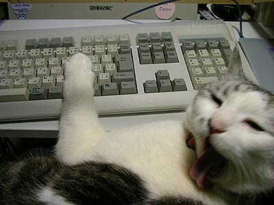 猫パソコン