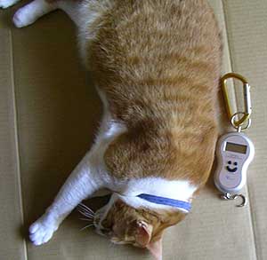 猫の体重測定用はかり