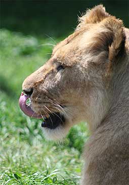 ライオンの舌