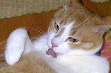 猫の舌写真