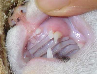猫乳歯の生え替わり