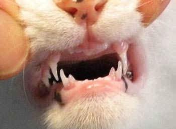 猫の歯の生え替わり