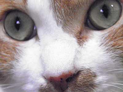 猫の目：ふらちゃん