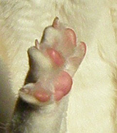 猫の爪画像：ふらちゃん