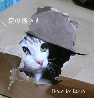 猫画像：ゆずちゃんと袋