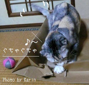 猫画像：ゆずちゃんと袋