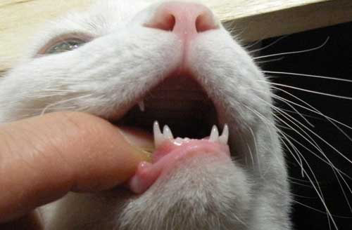 猫の乳歯と永久歯