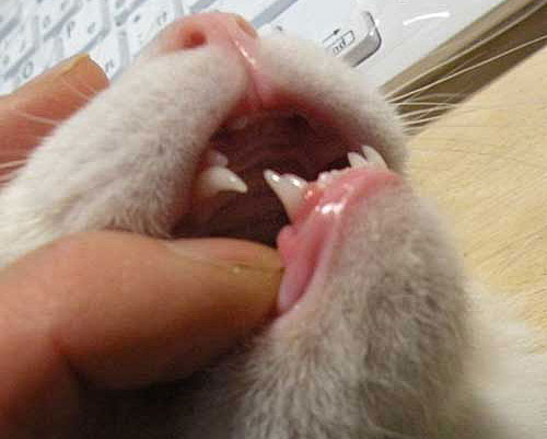 猫の乳歯と永久歯