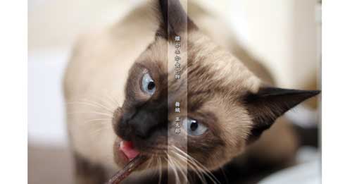 愛猫写真で作る超簡単ブックカバー