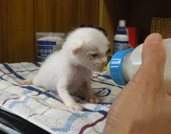 赤ちゃん猫の人工哺乳