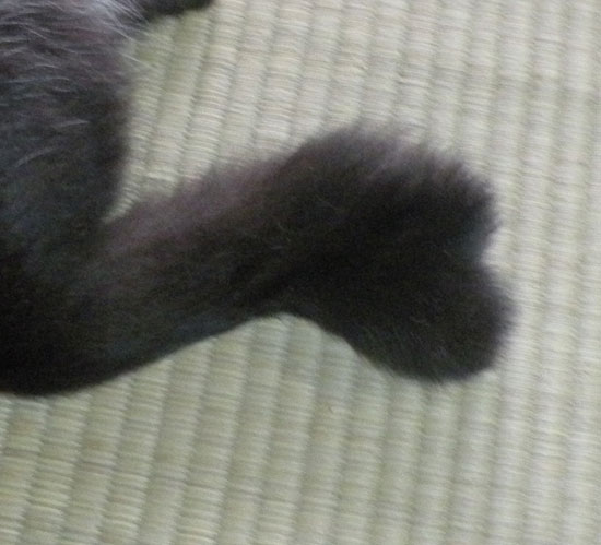 猫のハート尻尾