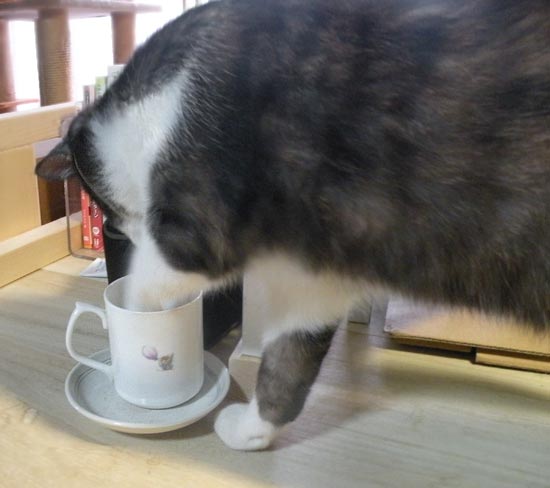 コーヒーカップに手を入れる猫