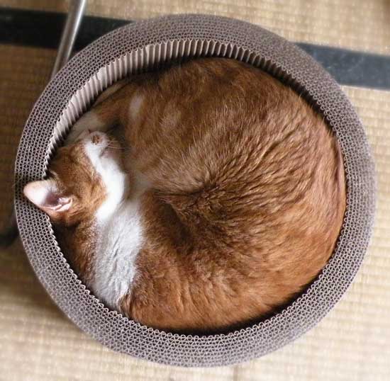 丸くなって眠る猫