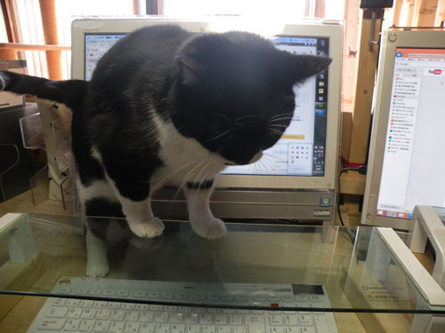 猫対策 キングジム デスクボード