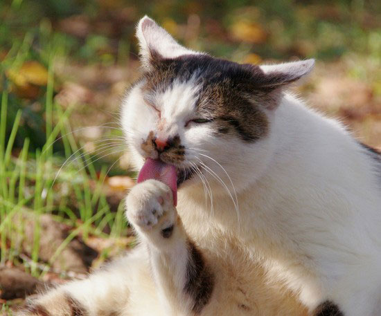 舌をだしてキレイキレイしている猫