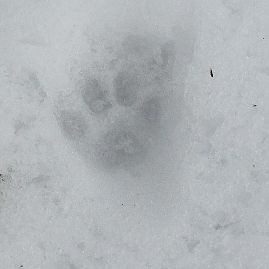 雪の上の猫の肉球跡