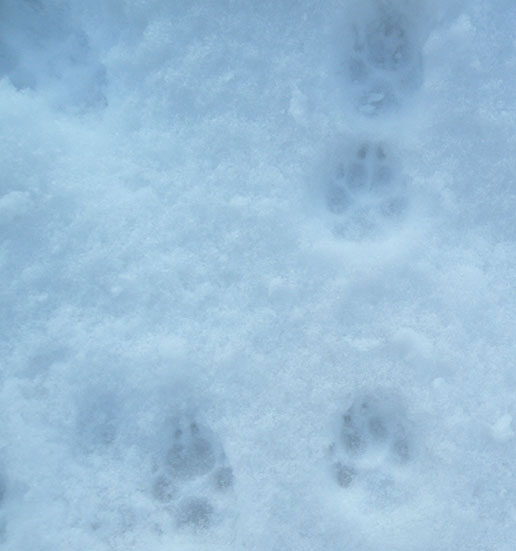 雪の上の犬の足跡