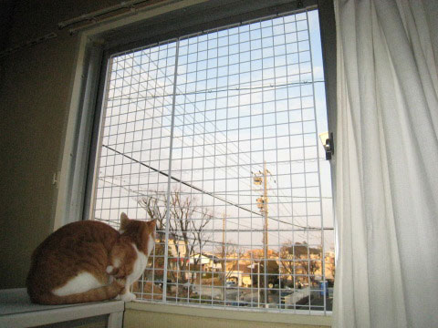 猫の窓脱走防止