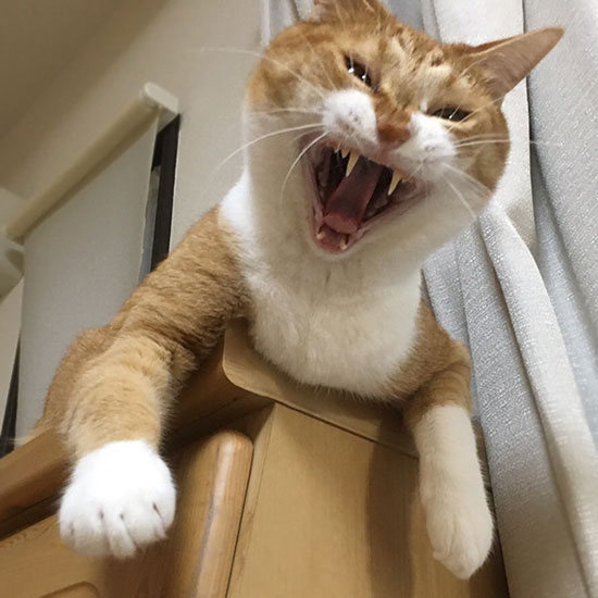 あくびしている猫