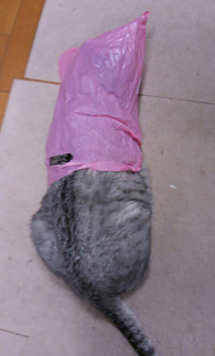 袋を被った猫