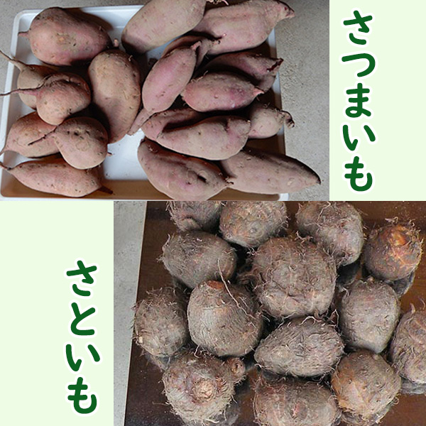 猫とネコとふたつの本棚